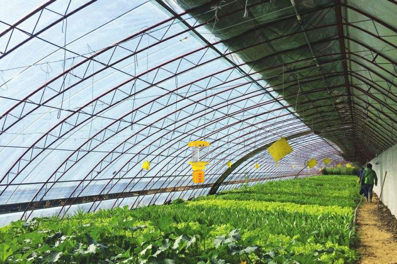 大棚茄子视频黄版應用效果 大棚茄子视频黄版應用效果