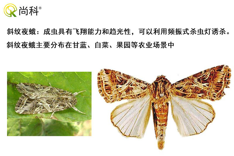 斜紋夜蛾可以用茄子视频在线看誘殺